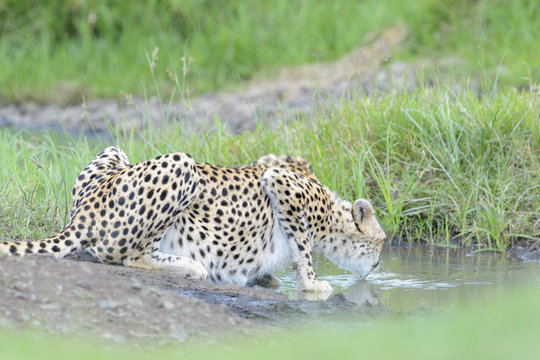 Cheetah (Acinonix jubatus) drinking water, Masai Mara, Kenya