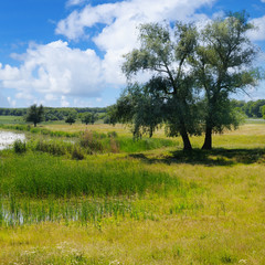 old lake with aquatic vegetation and picturesque meadows.