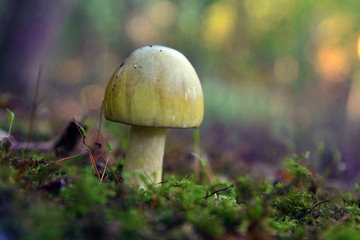 amanita phalloides mushroom