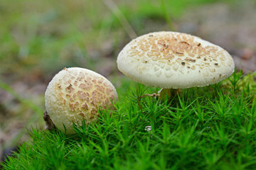 amanita citrina mushroom