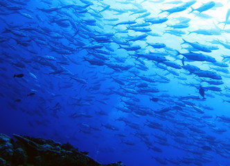 スキューバダイビング　水中から見たギンガメアジの群れ