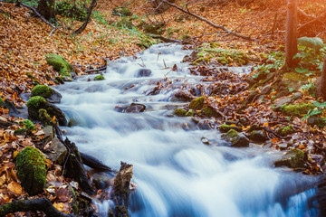 Fantastic carpet of yellow leaves glowing sunlight. Picturesque picture. Location place Carpathian, Beauty world. Soft filter. Warm toning effect.