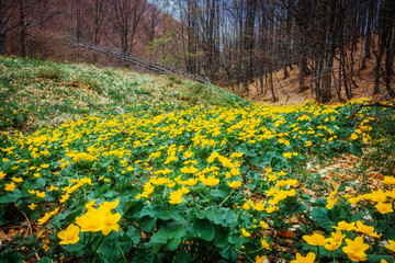 Fantastic carpet of yellow marsh marigold (Caltha palustris) glowing by sunlight. Location place Carpathian, Ukraine, Europe. Beauty world.