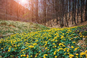 Obraz premium Fantastic carpet of yellow marsh marigold (Caltha palustris) glowing by sunlight. Dramatic scene and picturesque picture. Soft filter effect.