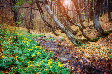Fantastic carpet of yellow marsh marigold (Caltha palustris) glowing by sunlight. Dramatic scene and picturesque picture. Soft filter effect.