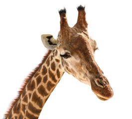 Portrait of cute giraffe on white background