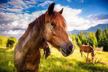 Dirty horses grazing in the pasture that is illuminated by the sun. Location place Carpathian, Ukraine, Europe. Beauty world.