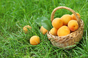 Wicker basket with fresh apricots on grass