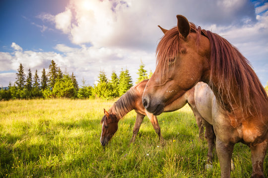 Dirty horses grazing in the pasture that is illuminated by the sun. Location place Carpathian, Ukraine, Europe. Beauty world.