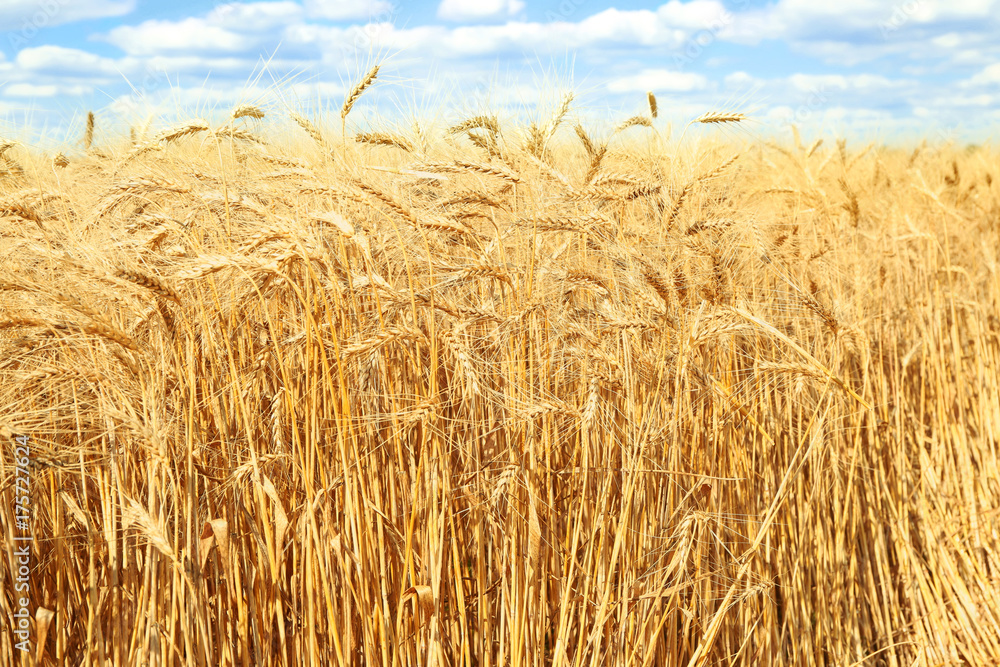 Wall mural golden ears of wheat on field