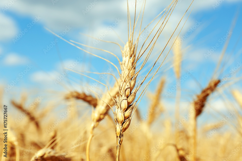 Wall mural golden ears of wheat on blurred background