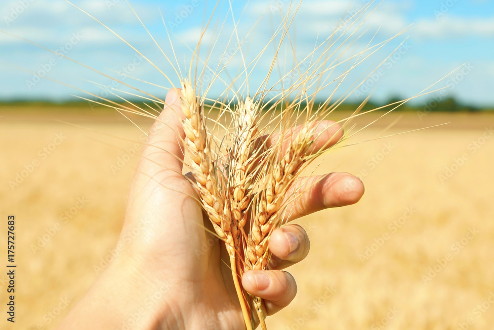 Wall mural woman holding ears of wheat on blurred background