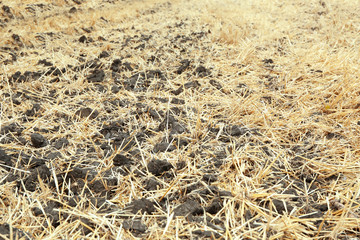 Fototapeta na wymiar Straw on mown wheat field