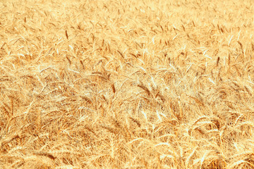 View of golden wheat field