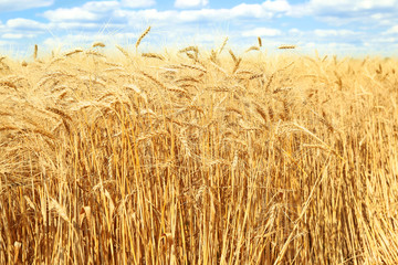 Fototapeta na wymiar Golden ears of wheat on field