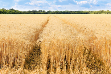 Beautiful view of wheat field