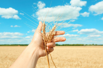 Fototapeta na wymiar Woman holding ears of wheat on blurred background