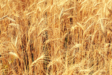 Golden ears of wheat on field