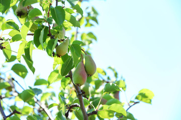 Branch of pear tree and blue sky on background