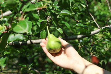 Woman picking pear from tree on sunny day