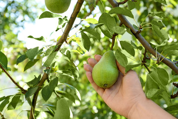 Woman picking pear from tree on sunny day