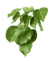 Branch of pear tree on white background