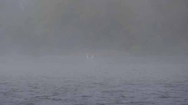 Morning fog on the Loire river and birds on the rive