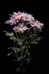 Chrysanthemums with white-lilac petals on a black background.