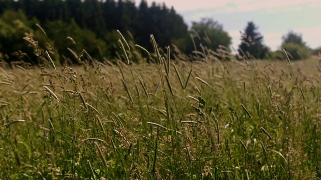 Halbnahe Aufnahme | Wedelnde Grashalme