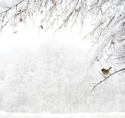 Twigs of tree covered of hoarfrost and snow on background of winter forest in snow.  There is a...