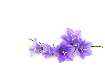 Violet-blue flowers Campanula persicifolia (peach-leaved bellflower) on a white background with space for text.
