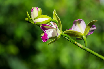 Beautiful orchid Flower with mornong light in the morning. Selective focus. Close up orchids.