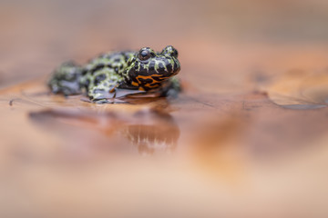 a Fire Bellied Toad, sitting in shallow water, reflecting onto the water.