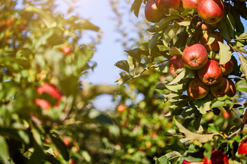 Shiny delicious apples hanging from a tree branch in an apple orchard