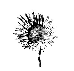 black and white hand drawn sunflower on white background