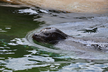 Harbor seal in the water