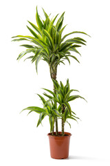 Drachenbaum (Dracaena)