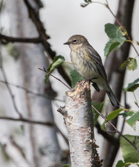 Juvenile Yellow-rumped Warbler