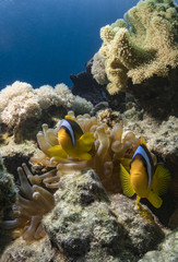 Fototapeta na wymiar Clownfish in the Red Sea - find Nemo
