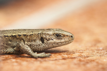 Lizard on ward ground