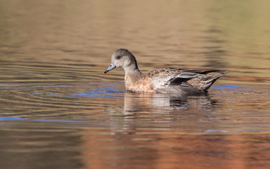 American Widgeon Female