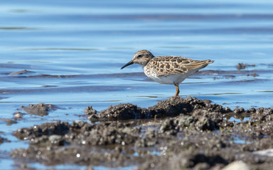 Least Sandpiper