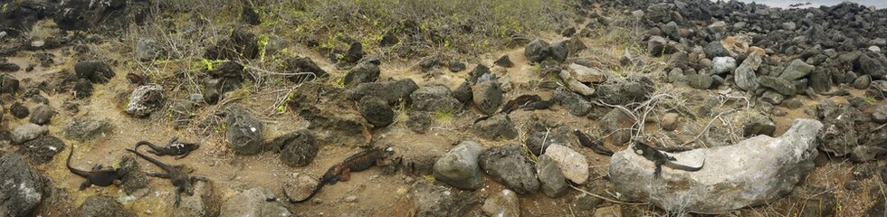 Animales - Galapagos
