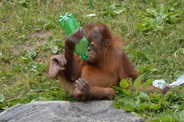 Baby orangutan with a bottle