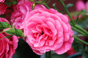 A pink rose blossoming in a garden 