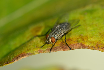 Naklejka premium Fliegenmakro