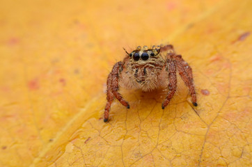 Spider.