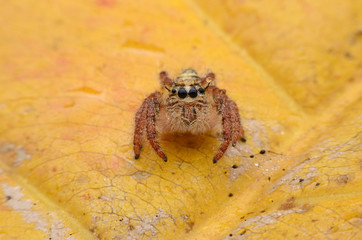 Spider.