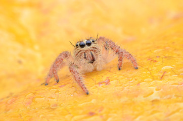 Spider.