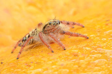 Spider.